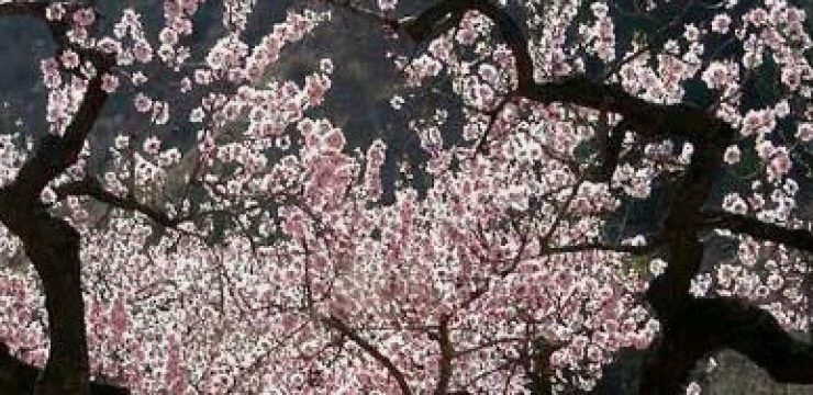 almond-tree-green-prophet-1.jpg