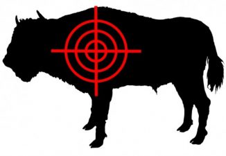 Syria’s Cattle Caught in the Crossfire