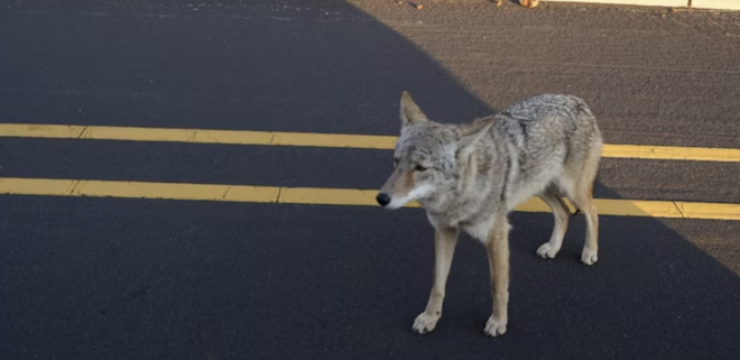 coyote-city.png