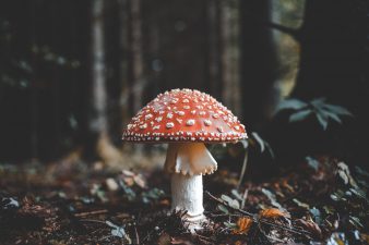 Australia legalizes MDMA psychedelics to treat PTSD