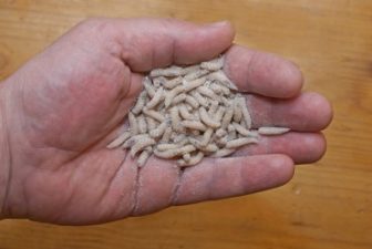 Insect farms to meet feed demand for animals, and us?